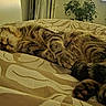 animal, bed, bedding, bedroom, cat, cozy, fur, home, indoors, nap, patterned_blanket, paws, pet, portrait, relaxed, resting, sleeping, striped, tabby_cat, whiskers