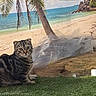 cat, tabby_cat, pet, animal, feline, sitting, wide_eyed, striped_fur, grass, beach, sand, ocean, sea, palm_tree, tropical, shoreline, island, plastic_sheet, outdoor, landscape
