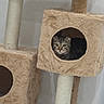 Cici participe au concours pour gagner de l'argent avec cette photo : cat, tabby_cat, kitten, pet, animal, feline, cat_tree, scratching_post, pet_furniture, indoor, home, beige, brown, striped_fur, sitting, looking_at_camera, face, eyes, cubby, portrait