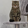 Cici participe au concours pour gagner de l'argent avec cette photo : cat, tabby, feline, pet, animal, sitting, portrait, front_view, indoors, cat_tree, scratching_post, plush, rope, hammock, platform, striped_fur, green_eyes, whiskers, serious_expression, home