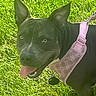 Sasha is registered to the contest to win money with this photo: dog, black_dog, pink_harness, grass, outdoor, pet, tongue_out, happy, canine, animal, nature, summer, playful, ears_up, collar, leash, sunlight, greenery, friendly, companion