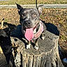 dog, canine, pet, animal, tree_stump, outdoor, park, sunlight, happy, tongue_out, harness, grass, fence, nature, daylight, ears_up, smiling, close_up, mammal, friendly