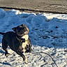Sasha is registered to the contest to win money with this photo: dog, snow, leash, outdoor, playful, black_dog, white_paw, road, daylight, pet, canine, collar, winter, animal, active, jumping, fur, nature, cute, energetic