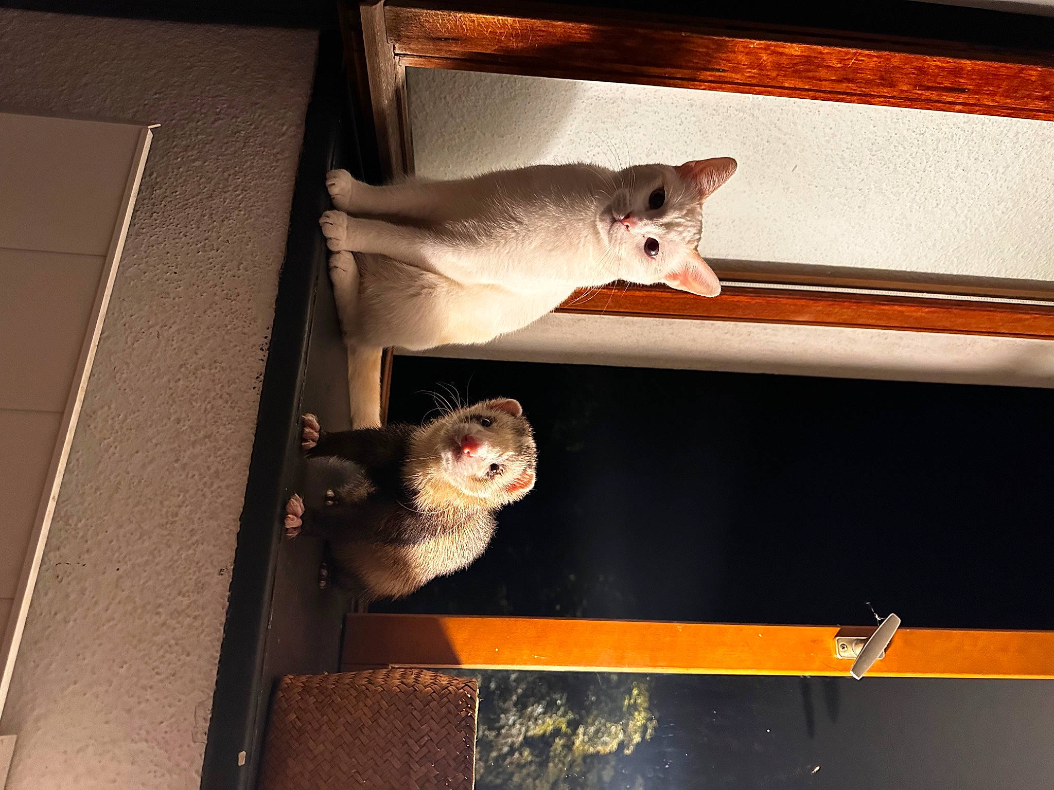 Perle a rejoint le concours — aidez-le/la à gagner de superbes lots ! darkness, fawn, fur, gas, livestock, metal, muroidea, rectangle, room, snout, tail, terrestrial_animal, whiskers, wildlife, wood