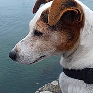 Eden a rejoint le concours — aidez-le/la à gagner de superbes lots ! dog, dog_breed, dog_breed_group, dog_like_mammal, jack_russell_terrier, parson_russell_terrier, russell_terrier, snout, terrier