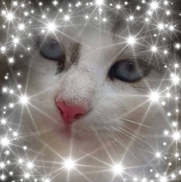 T'Y Chat