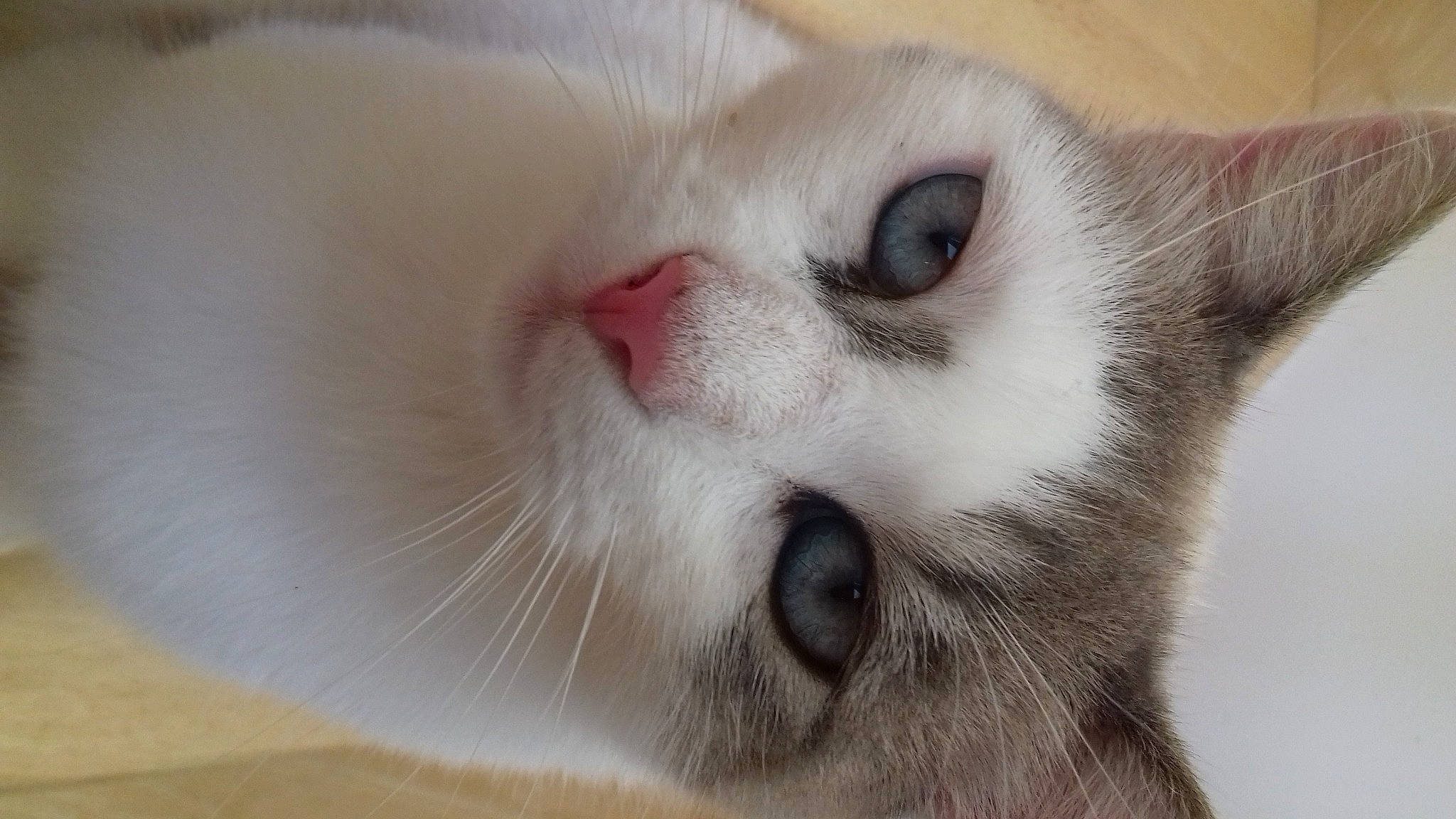 Neige Dit T'Y Chat