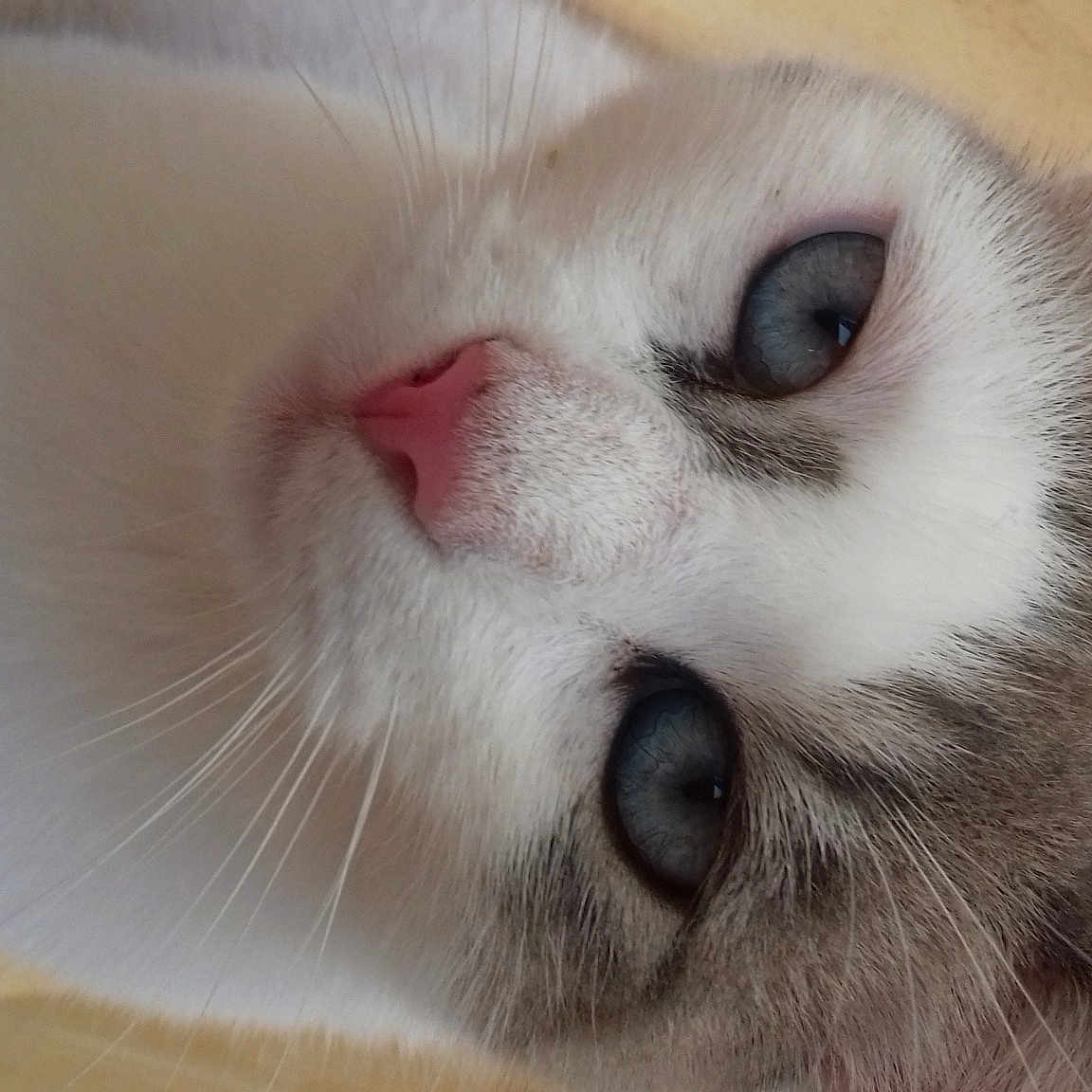 Neige Dit T'Y Chat