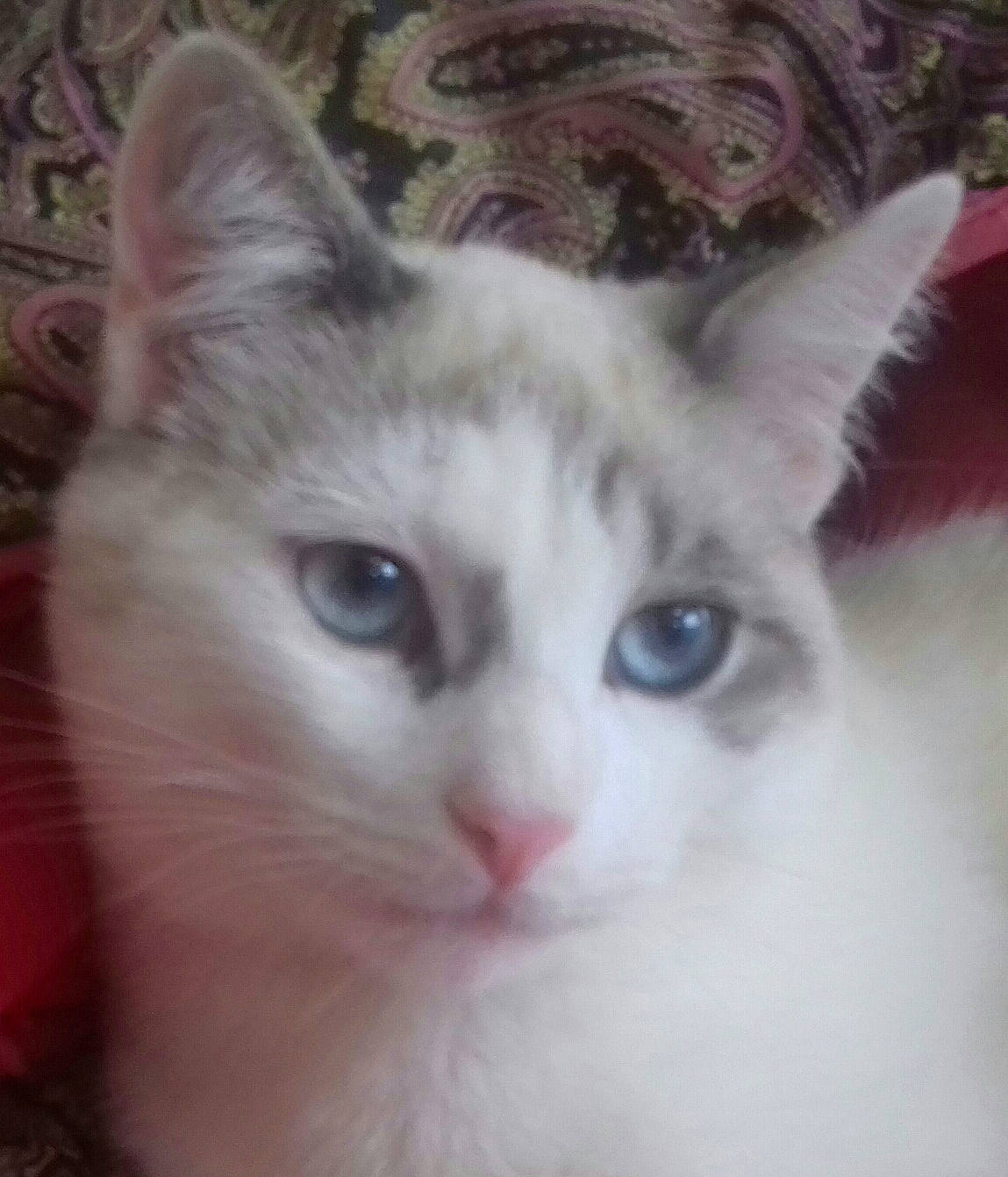 Neige a rejoint le concours — aidez-le/la à gagner de superbes lots ! aegean_cat, balinese, burmilla, cat, cat_like_mammal, domestic_short_haired_cat, eye, face, iris, khao_manee, kitten, nose, person, ragdoll, siamese, small_to_medium_sized_cats, snout, snowshoe, thai, turkish_van