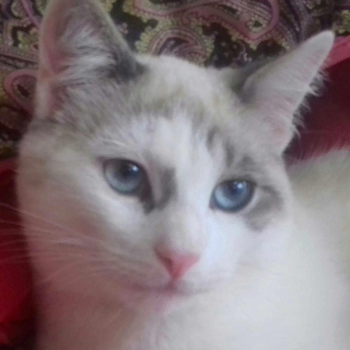 Neige