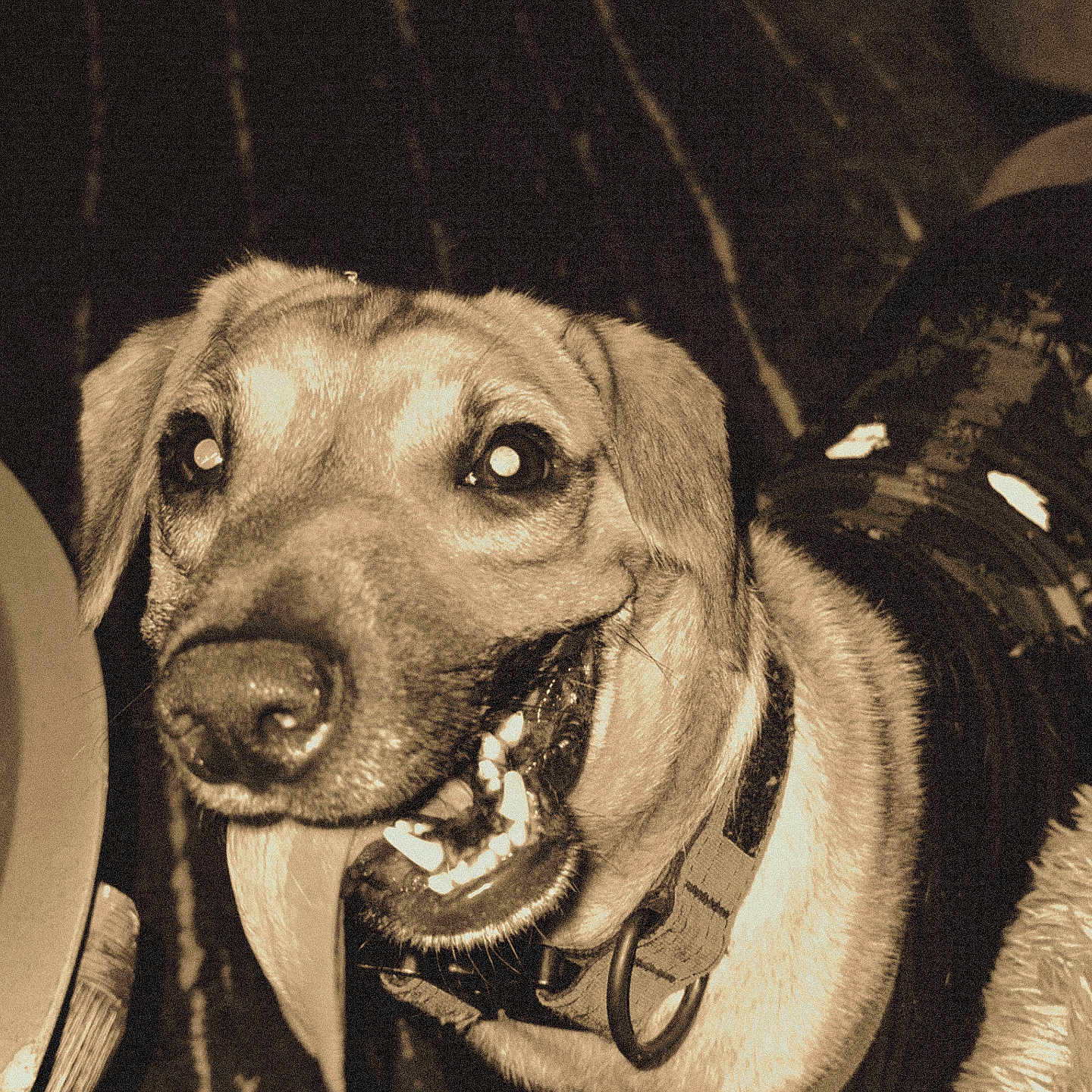 Finn is registered to the contest to win money with this photo: accessories, animal, beagle, bodypart, bulldog, canine, collar, dog, goldenretriever, hound, labradorretriever, leash, mouth, person, pet, pitbull, policedog, pug, puppy, teeth