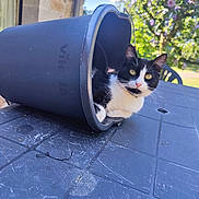 Mimine a rejoint le concours — aidez-le/la à gagner de superbes lots ! animal, black_and_white, cat, closeup, curious, daylight, feline, flowers, garden, greenery, nature, outdoor, pet, plant_pot, plastic_pot, relaxed, resting, scratched_surface, sunlight, table