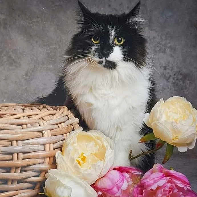 Willow is registered to the contest to win money with this photo: angora, animal, art, basket, cat, dahlia, daisy, flower, flowerarrangement, flowerbouquet, fun, kitten, leisureactivities, manx, peony, pet, petal, picnic, plant, rose