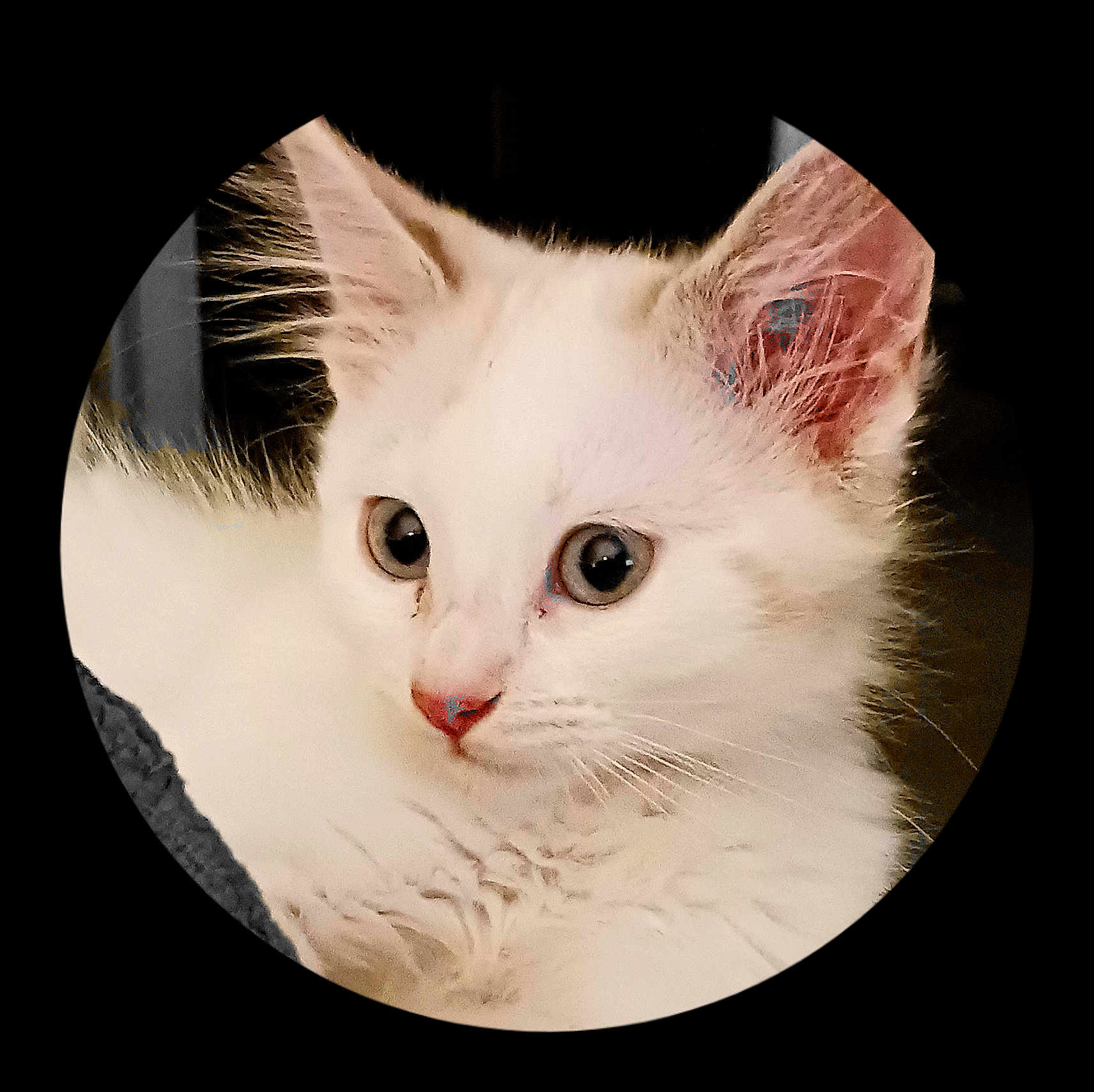 Lilou participe au concours pour gagner de l'argent avec cette photo : kitten, cat, white_fur, close_up, pet, animal, cute, curious, whiskers, ears, eyes, portrait, feline, young, soft_fur, domestic_animal, indoor, face, small, adorable