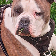 Shelby a rejoint le concours — aidez-le/la à gagner de superbes lots ! animal, brown, bulldog, canine, close_up, dog, ears, expression, eyes, face, fur, grass, harness, leash, lying_down, mouth, nature, outdoor, pet, white