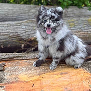 Maho participe au concours pour gagner de l'argent avec cette photo : dog, blue_merle, fluffy, tongue_out, outdoor, log, tree_bark, greenery, happy, pet, animal, cute, sitting, nature, portrait, canine, fur, smile, eyes, daylight