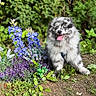 Maho a rejoint le concours — aidez-le/la à gagner de superbes lots ! dog, fluffy, merle_coat, blue_eyes, tongue_out, flowers, purple_flowers, blue_flowers, garden, greenery, plants, outdoor, sunny, happy, pet, nature, grass, bushes, canine, smiling