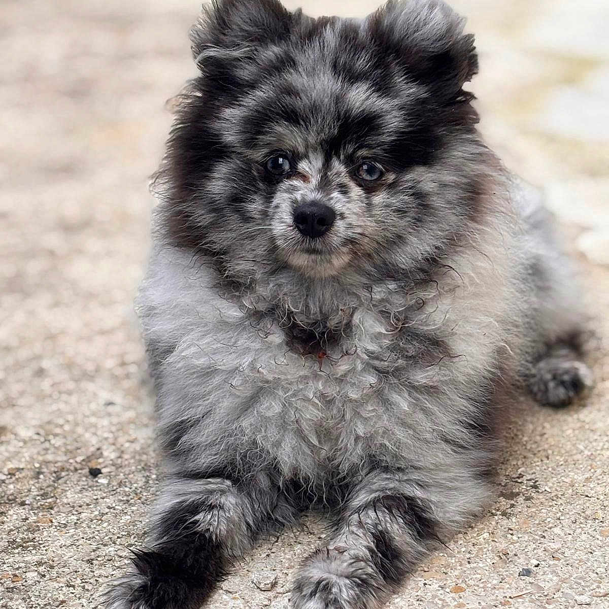 Maho participe au concours pour gagner de l'argent avec cette photo : dog, pomeranian, merle_coat, fluffy, pet, animal, outdoor, concrete, laying_down, fur, cute, portrait, small_dog, close_up, canine, mammal, blurred_background, curious, eyes, paw