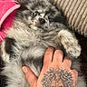 Maho a rejoint le concours — aidez-le/la à gagner de superbes lots ! puppy, dog, fluffy, tattoo, hand, pillow, blanket, cozy, pet, cute, fur, lying_down, indoors, relaxed, small_dog, animal, comfort, touch, resting, domestic_animal