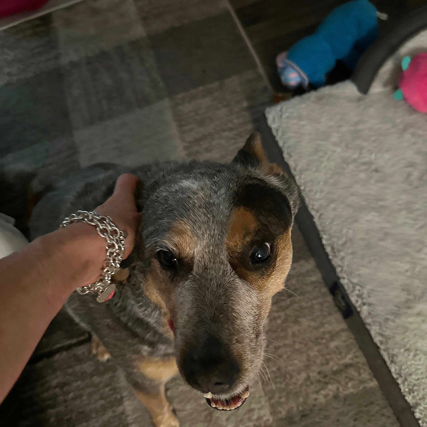 Daisey is registered to the contest to win money with this photo: accessory, affection, animal, bracelet, canine, carpet, closeup, curious, dog, domestic, floor, fur, hand, happy, home, indoor, person, pet, smile, toy