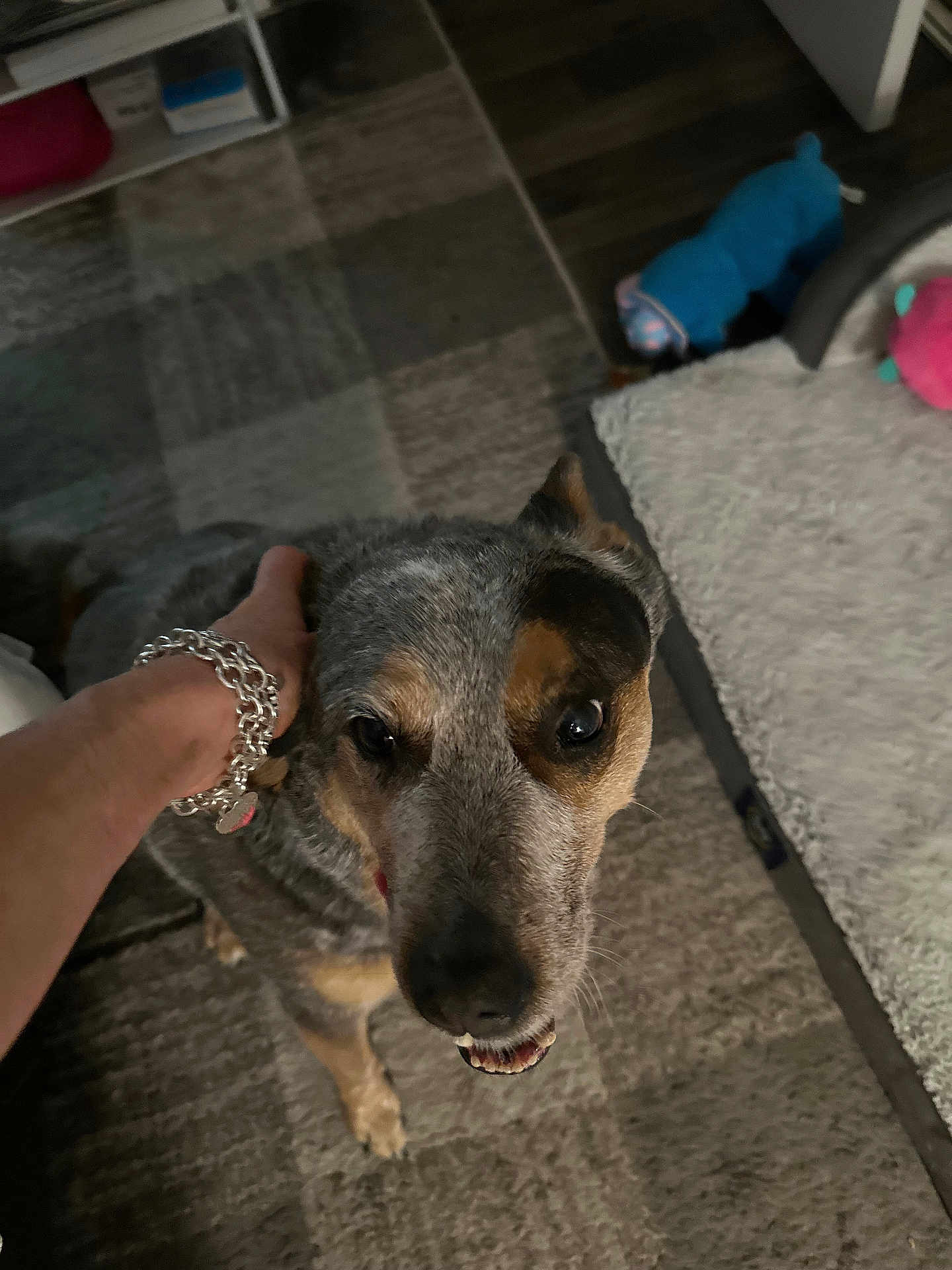 Daisey is registered to the contest to win money with this photo: dog, pet, hand, bracelet, carpet, indoor, toy, fur, happy, closeup, animal, floor, person, accessory, curious, affection, domestic, canine, smile, home