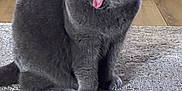 Berlioz a rejoint le concours — aidez-le/la à gagner de superbes lots ! animal, carpet, cat, cute, domestic_cat, ears, feline, floor, fur, gray_cat, home, indoors, mammal, pet, playful, sitting, surprised_expression, tongue_out, whiskers, wide_eyes