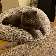Berlioz a rejoint le concours — aidez-le/la à gagner de superbes lots ! animal, carpet, cat, cozy, cute, domestic_animal, feline, floor, furniture, gray_cat, indoor, mammal, paw, pet_bed, relaxed, resting, shaggy, sleepy, toy_mouse, whiskers