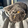 Berlioz participe au concours pour gagner de l'argent avec cette photo : cat, grey_cat, pet, indoor, bed, furniture, sunlight, relaxed, cozy, fur, whiskers, orange_eyes, sleepy, cute, animal, mammal, domestic_animal, close_up, resting, soft_light