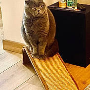 Berlioz a rejoint le concours — aidez-le/la à gagner de superbes lots ! cat, gray_cat, scratching_pad, indoor, furniture, floor, side_table, bottle, curious, pet, animal, fur, wide_eyes, wood_floor, home, domestic, sitting, mammal, close_up, cute