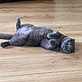 cat, gray_cat, pet, animal, floor, wooden_floor, indoor, feline, lying_down, curious, yellow_eyes, fur, cute, relaxed, paws, home, domestic, cozy, resting, playful