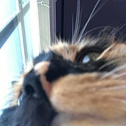 Shoto is registered to the contest to win money with this photo: animal, background, black, blurred, calico, cat, close_up, curious, domestic, eye, face, fur, indoor, natural_light, nose, orange, pet, whiskers, white, window