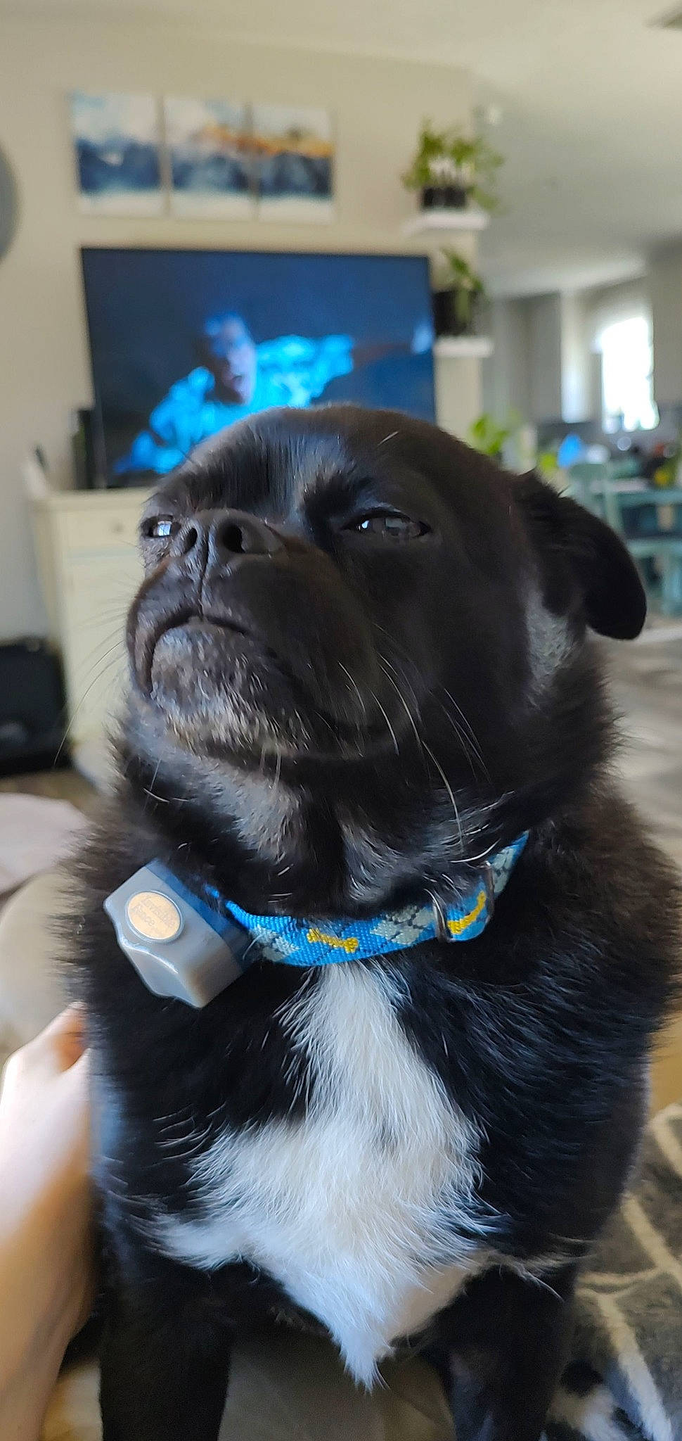 Nelson is registered to the contest to win money with this photo: blue, bow_tie, canidae, carnivore, collar, companion_dog, dog, dog_breed, dog_collar, dog_supply, electric_blue, fashion_accessory, fur, leash, personal_protective_equipment, pet_supply, snout, sporting_group, whiskers, working_animal
