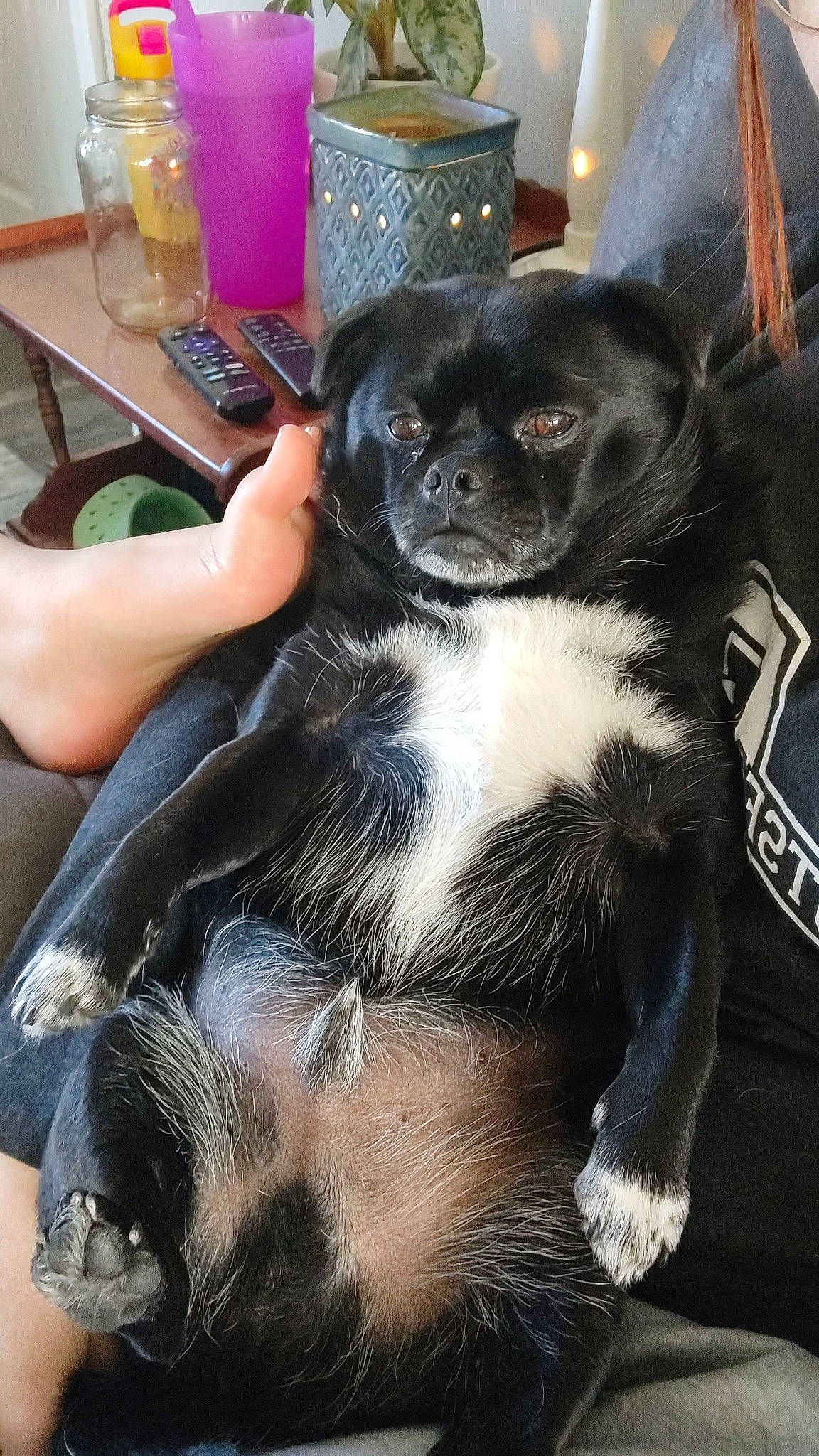 Nelson is registered to the contest to win money with this photo: canidae, carnivore, chair, comfort, companion_dog, dog, dog_breed, ear, eye, fawn, fur, puppy, sitting, snout, sporting_group, tableware, terrestrial_animal, toy_dog, whiskers, working_animal