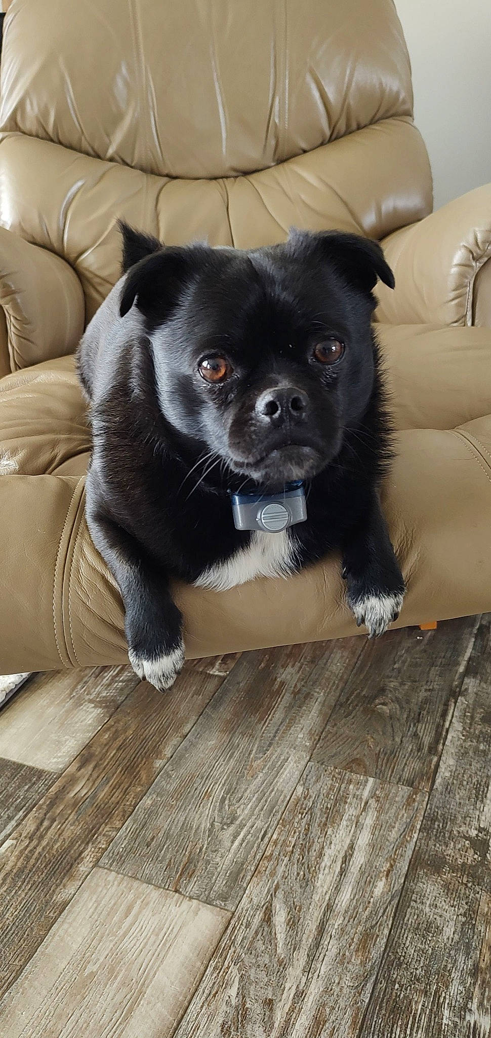 Nelson joined the competition — help win amazing prizes! canidae, carnivore, comfort, companion_dog, couch, dog, dog_breed, fawn, floor, flooring, fur, hardwood, plank, snout, sporting_group, toy_dog, whiskers, wood, wood_flooring, working_animal