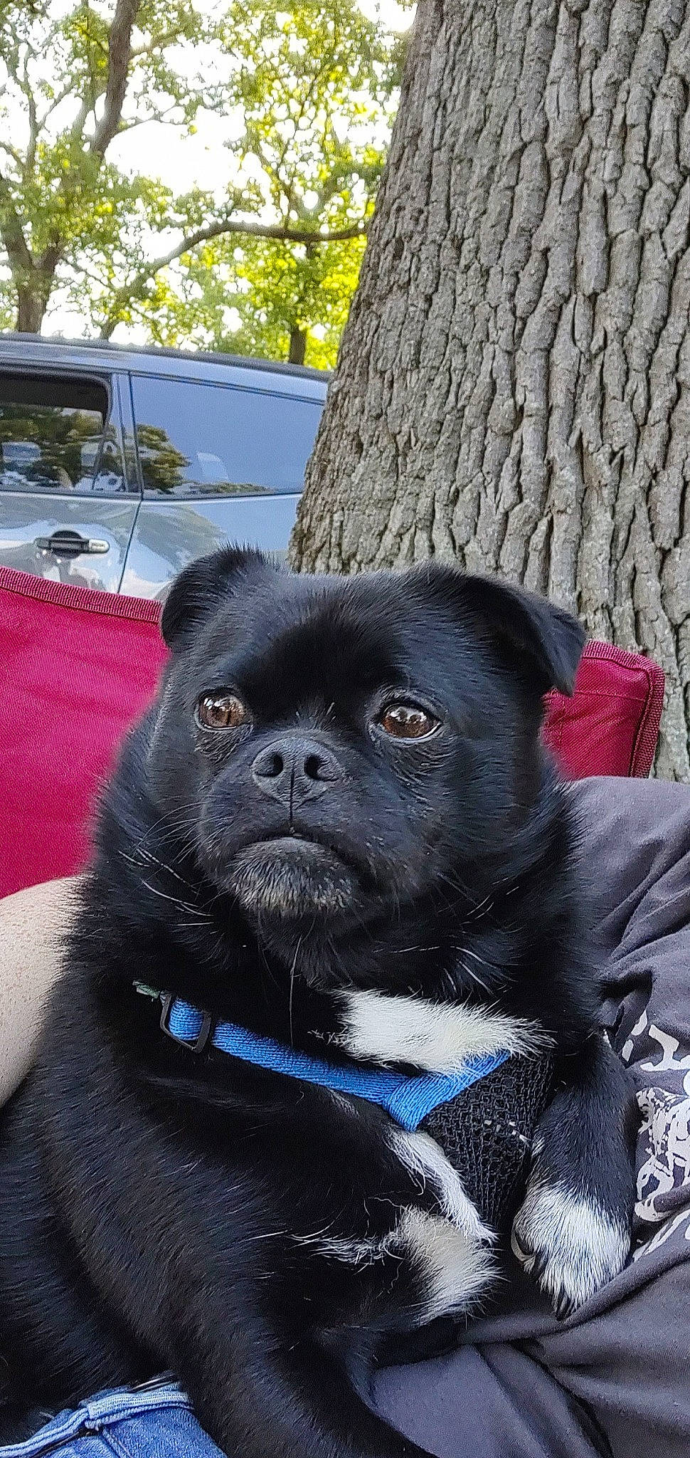 Nelson joined the competition — help win amazing prizes! canidae, carnivore, collar, companion_dog, dog, dog_breed, dog_collar, dog_supply, electric_blue, fashion_accessory, fawn, fur, leash, pet_supply, plant, snout, sporting_group, tree, whiskers, working_animal