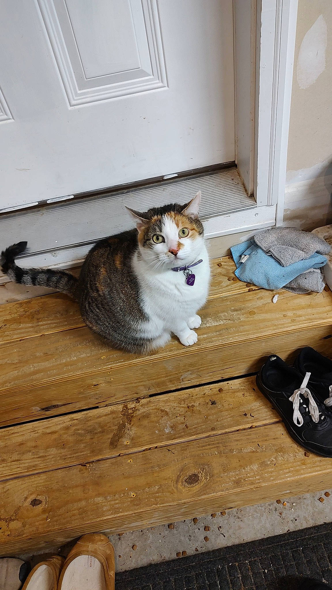 Banjo joined the competition — help win amazing prizes! carnivore, cat, comfort, domestic_short_haired_cat, door, felidae, floor, flooring, fur, grey, hardwood, paw, sitting, small_to_medium_sized_cats, snout, tail, terrestrial_animal, whiskers, wood, wood_flooring