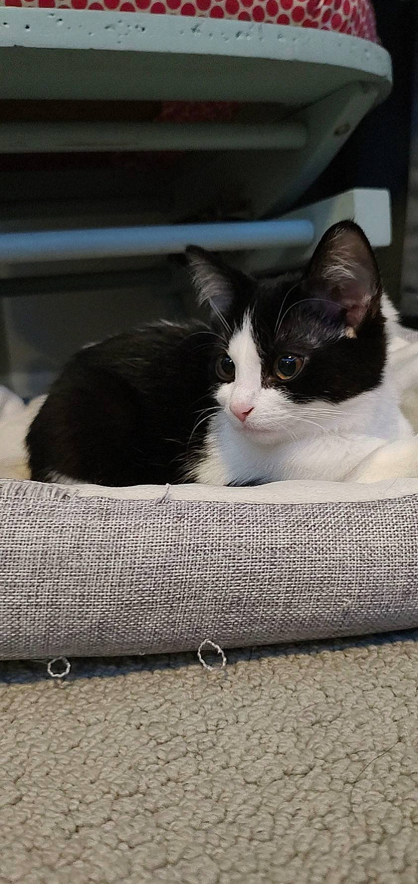 Rosie joined the competition — help win amazing prizes! bag, box, carnivore, cat, comfort, domestic_short_haired_cat, felidae, fur, grey, metal, monochrome_photography, packaging_and_labeling, paw, rectangle, sitting, small_to_medium_sized_cats, snout, tail, whiskers