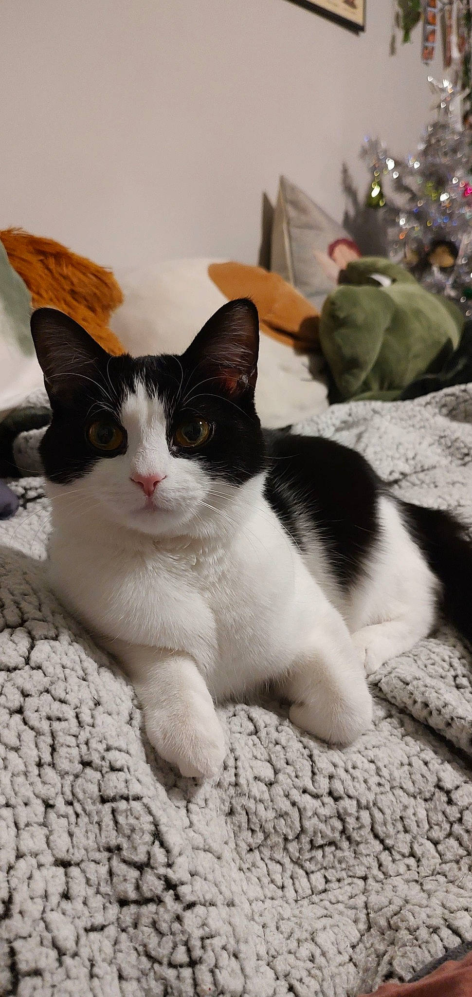 Rosie is registered to the contest to win money with this photo: carnivore, cat, christmas, christmas_ornament, christmas_tree, conifer, domestic_short_haired_cat, event, felidae, fir, fur, holiday, holiday_ornament, monochrome_photography, ornament, paw, small_to_medium_sized_cats, tail, terrestrial_animal, whiskers