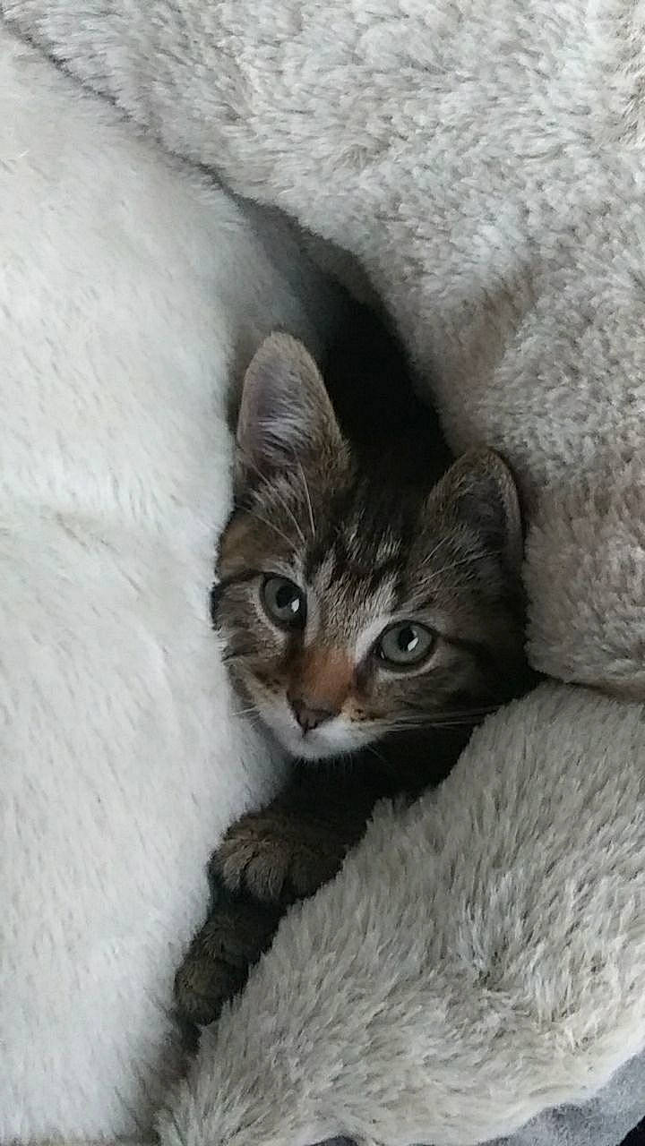 Sunflower joined the competition — help win amazing prizes! carnivore, cat, claw, comfort, domestic_short_haired_cat, door, felidae, fur, grey, paw, small_to_medium_sized_cats, snout, tail, terrestrial_animal, tree, whiskers, window, wood