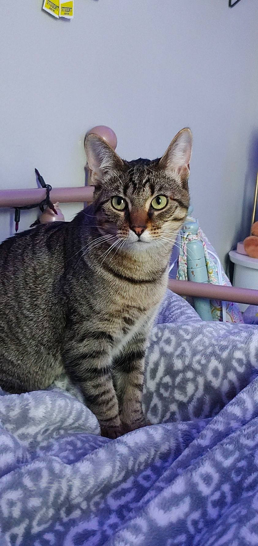 Sunflower is registered to the contest to win money with this photo: carnivore, cat, felidae, fur, sitting, small_to_medium_sized_cats, snout, terrestrial_animal, whiskers, wildlife