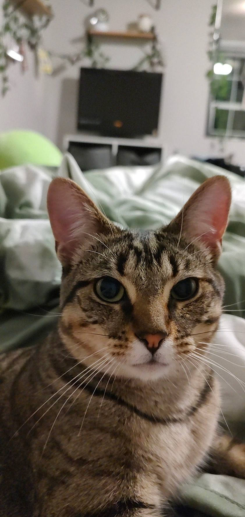 Sunflower is registered to the contest to win money with this photo: carnivore, cat, close_up, comfort, domestic_short_haired_cat, felidae, fur, lamp, living_room, photography, room, small_to_medium_sized_cats, snout, television, tree, whiskers, window