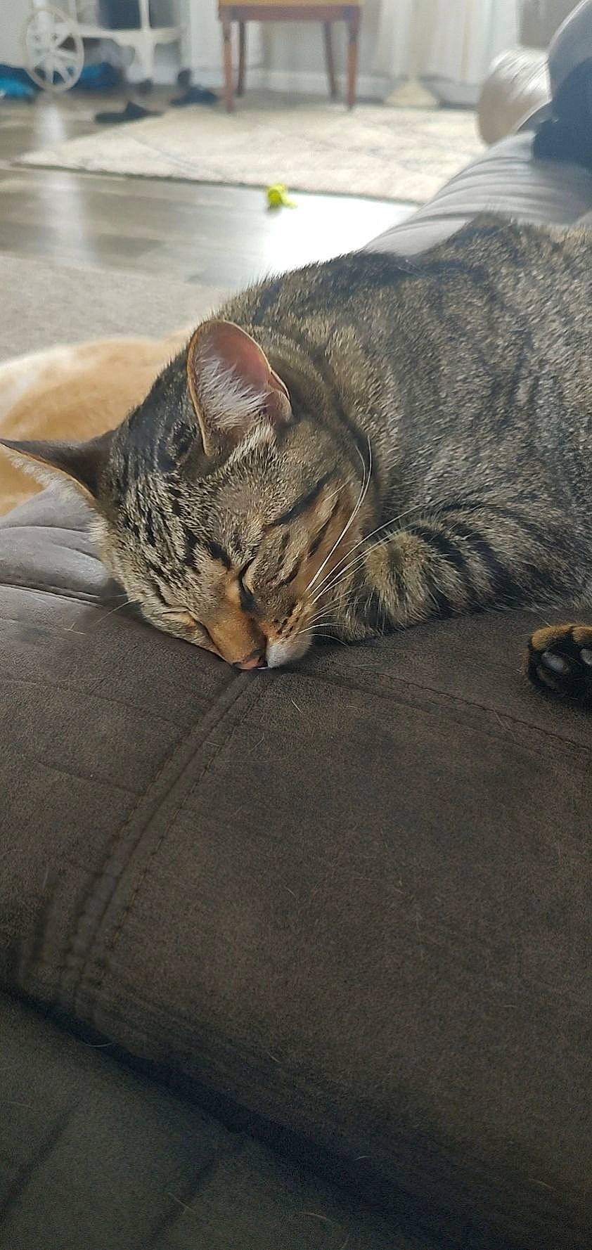 Sunflower is registered to the contest to win money with this photo: carnivore, cat, comfort, domestic_short_haired_cat, eye, fawn, felidae, fur, grass, grey, paw, road_surface, small_to_medium_sized_cats, snout, tail, terrestrial_animal, tree, whiskers, wildlife, wood