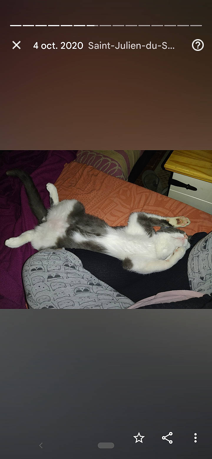 Karma participe au concours pour gagner de l'argent avec cette photo : bed, carnivore, cat, comfort, companion_dog, dog_breed, domestic_short_haired_cat, felidae, flooring, fur, grey, hardwood, linens, nap, paw, room, small_to_medium_sized_cats, tail, whiskers, wood