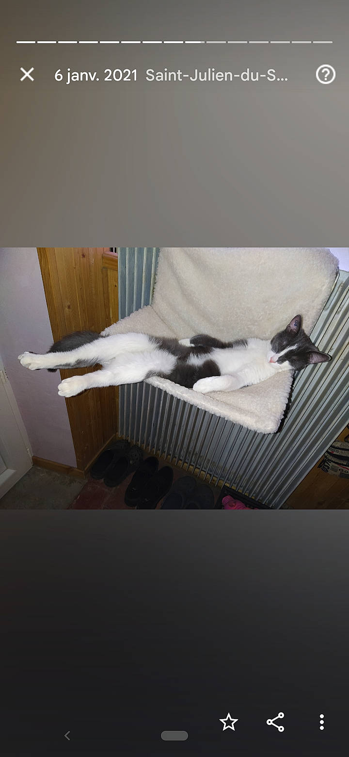 Karma participe au concours pour gagner de l'argent avec cette photo : bed, bed_frame, bedding, carnivore, cat, ceiling, comfort, dress, felidae, floor, flooring, grey, hardwood, linens, rectangle, room, small_to_medium_sized_cats, sportswear, stairs, wood