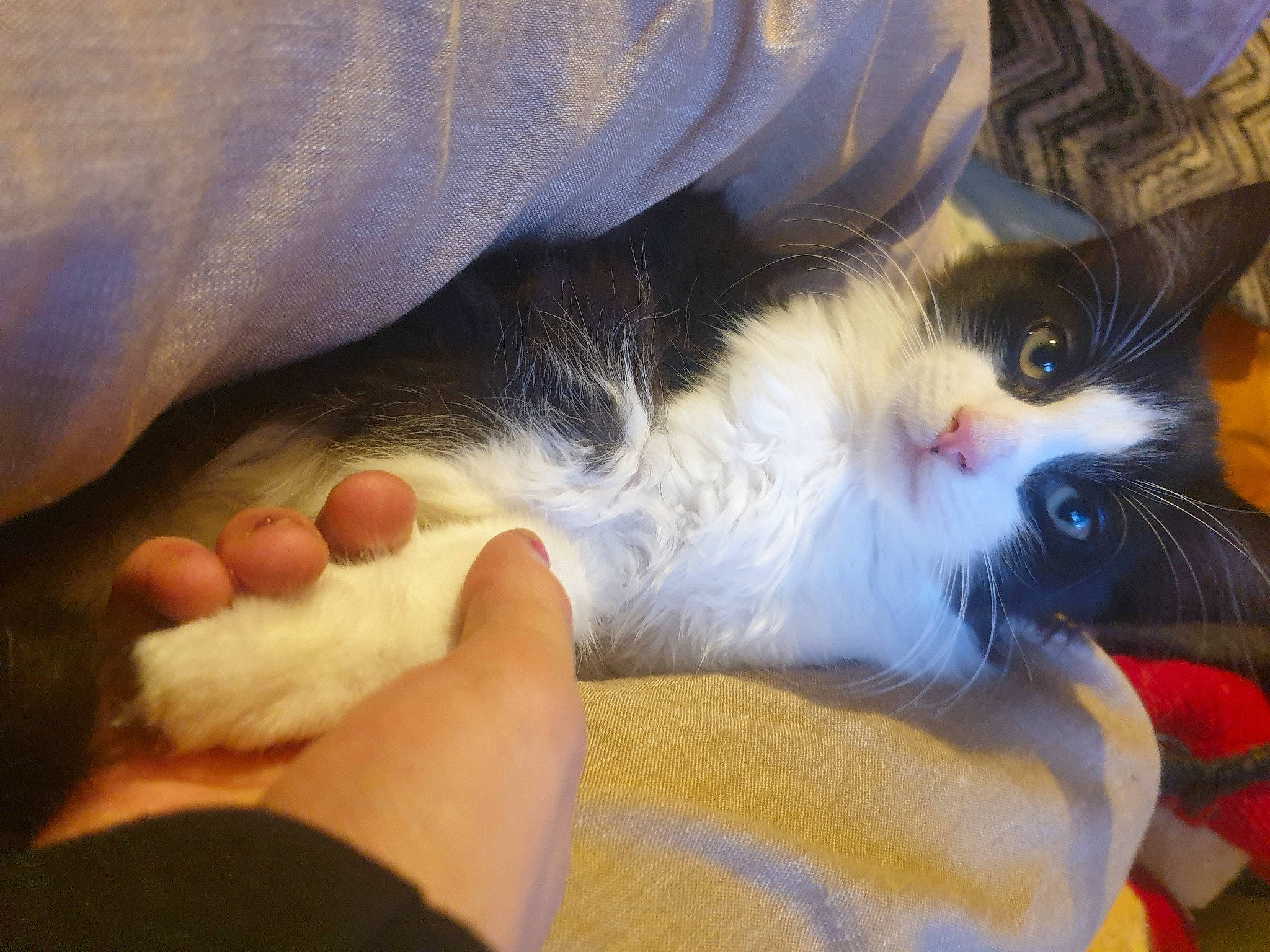 Chong is registered to the contest to win money with this photo: barefoot, carnivore, cat, comfort, domestic_short_haired_cat, felidae, finger, foot, fur, gesture, human_leg, lap, nail, paw, small_to_medium_sized_cats, snout, tail, thumb, toe, whiskers