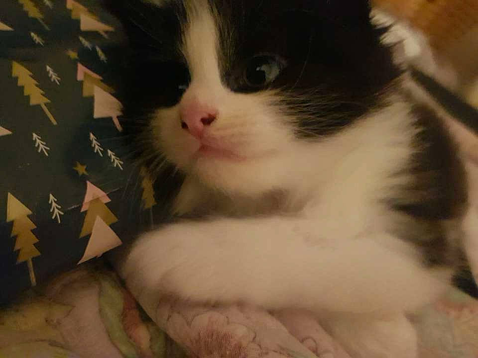 Chong joined the competition — help win amazing prizes! carnivore, cat, claw, comfort, domestic_short_haired_cat, eye, felidae, fur, head, iris, pattern, paw, small_to_medium_sized_cats, snout, tail, terrestrial_animal, whiskers