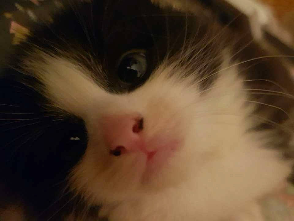 Chong is registered to the contest to win money with this photo: carnivore, cat, close_up, ear, eye, felidae, fur, iris, natural_material, nose, science, small_to_medium_sized_cats, snout, terrestrial_animal, whiskers