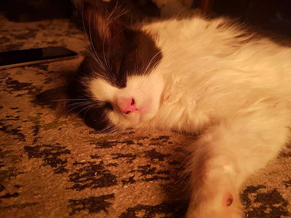 Chong is registered to the contest to win money with this photo: carnivore, cat, claw, comfort, domestic_short_haired_cat, eye, fawn, felidae, foot, fur, human_body, human_leg, iris, paw, small_to_medium_sized_cats, snout, soil, tail, whiskers, wood