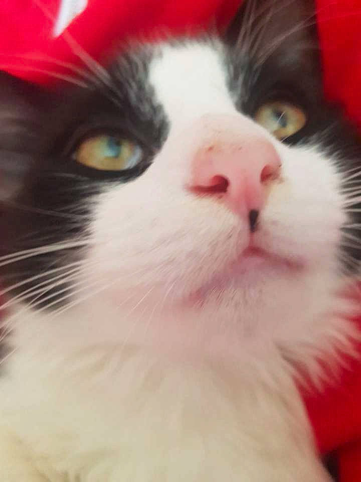 Chong joined the competition — help win amazing prizes! carnivore, cat, close_up, domestic_short_haired_cat, felidae, fur, iris, small_to_medium_sized_cats, snout, whiskers