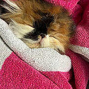 Alys participe au concours pour gagner de l'argent avec cette photo : cat, sleeping, fluffy, towel, pink, white, cozy, pet, animal, fur, resting, cute, calm, domestic_animal, closeup, texture, soft, nap, relaxation, indoor
